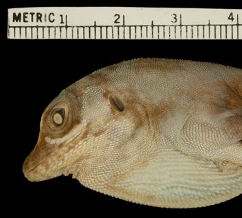 Media type: image;   Herpetology R-171449 Aspect: head lateral